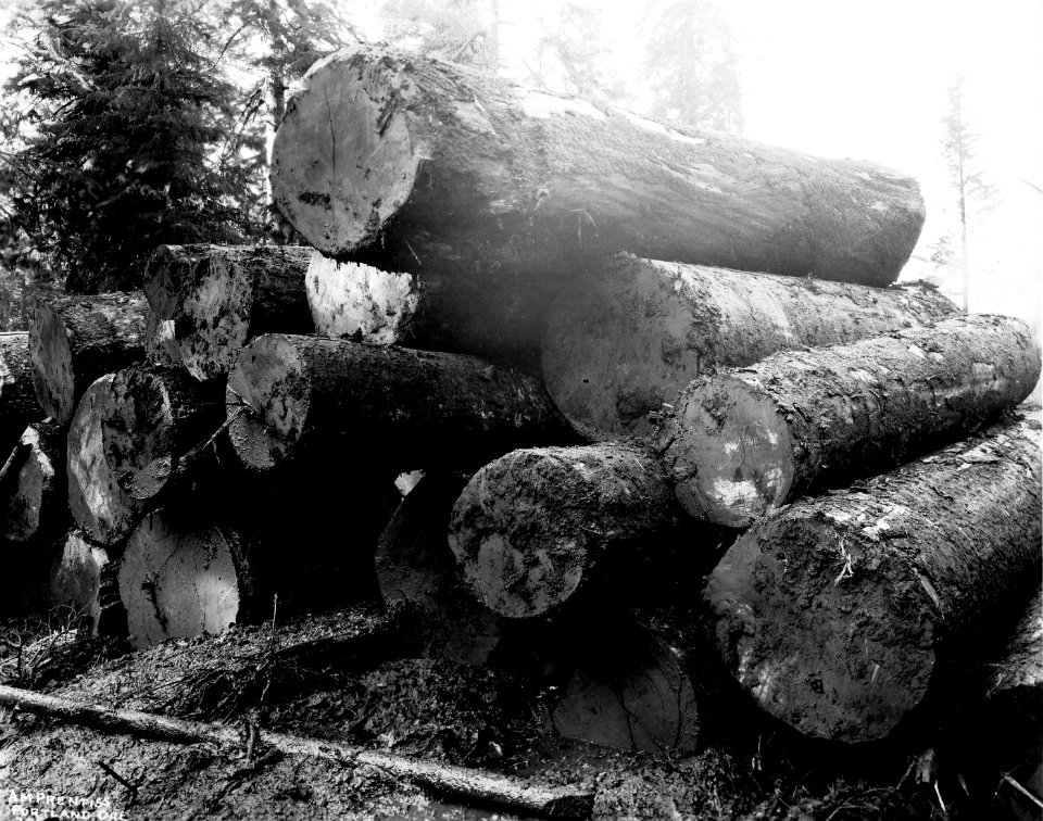 358 (maybe) Stack of Spruce Logs