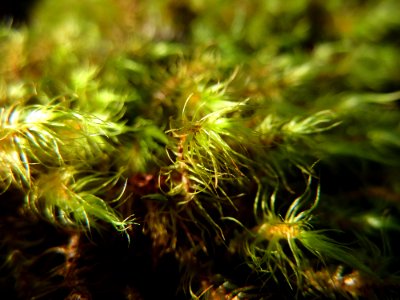 Macro forest