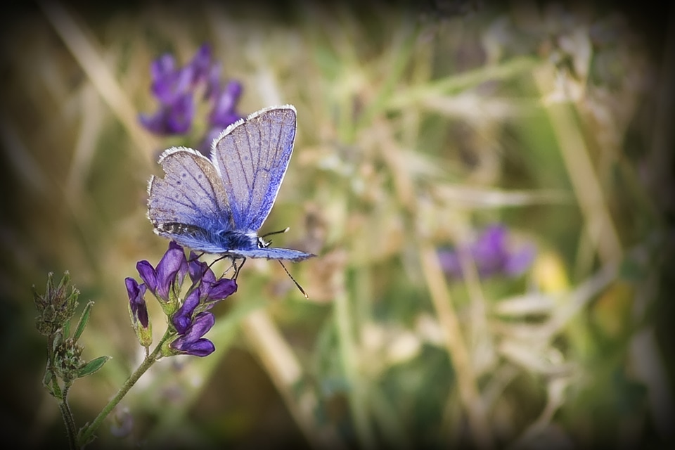 Nature insects wings