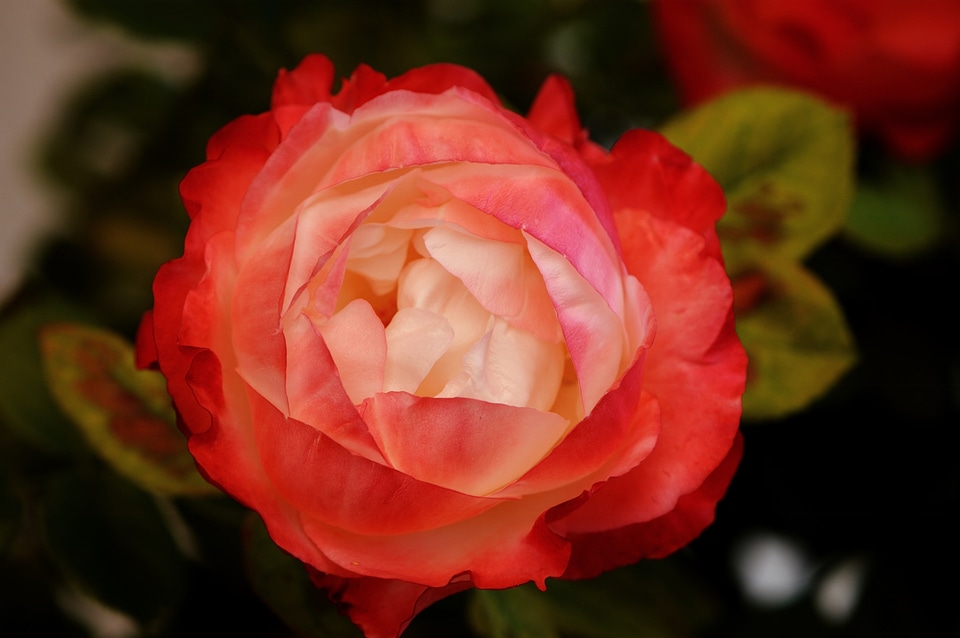 Rose bloom nature plant