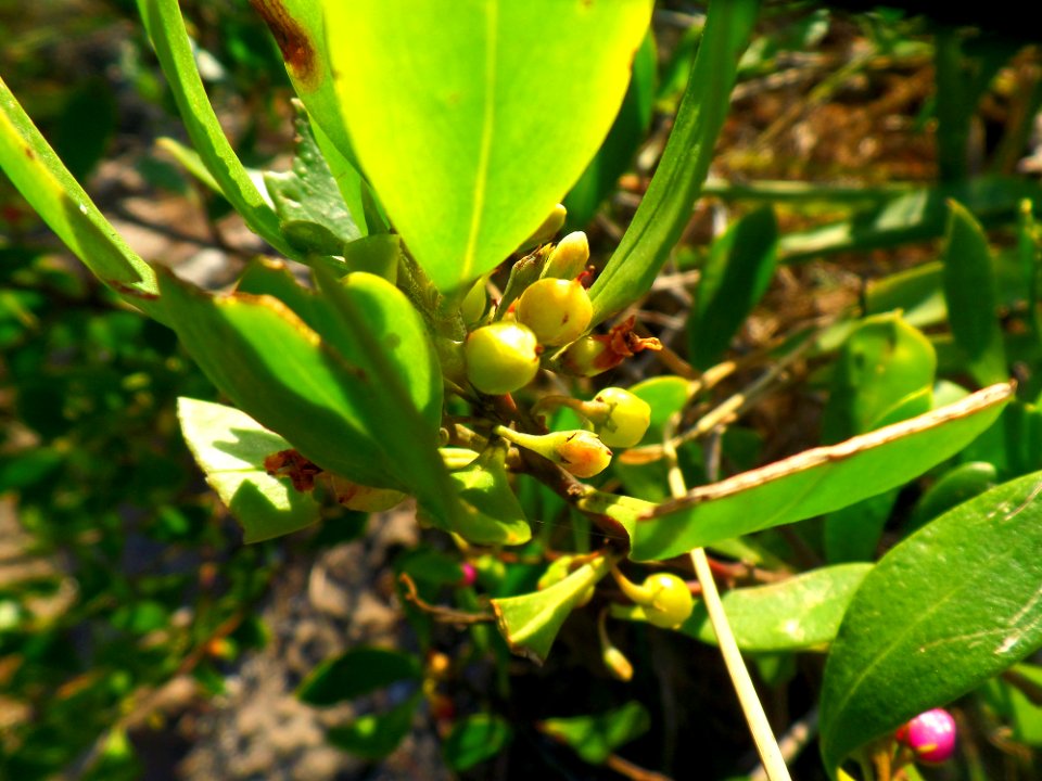 Pretty leaves and berries