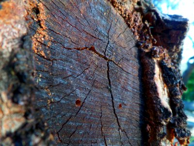 Along the grain