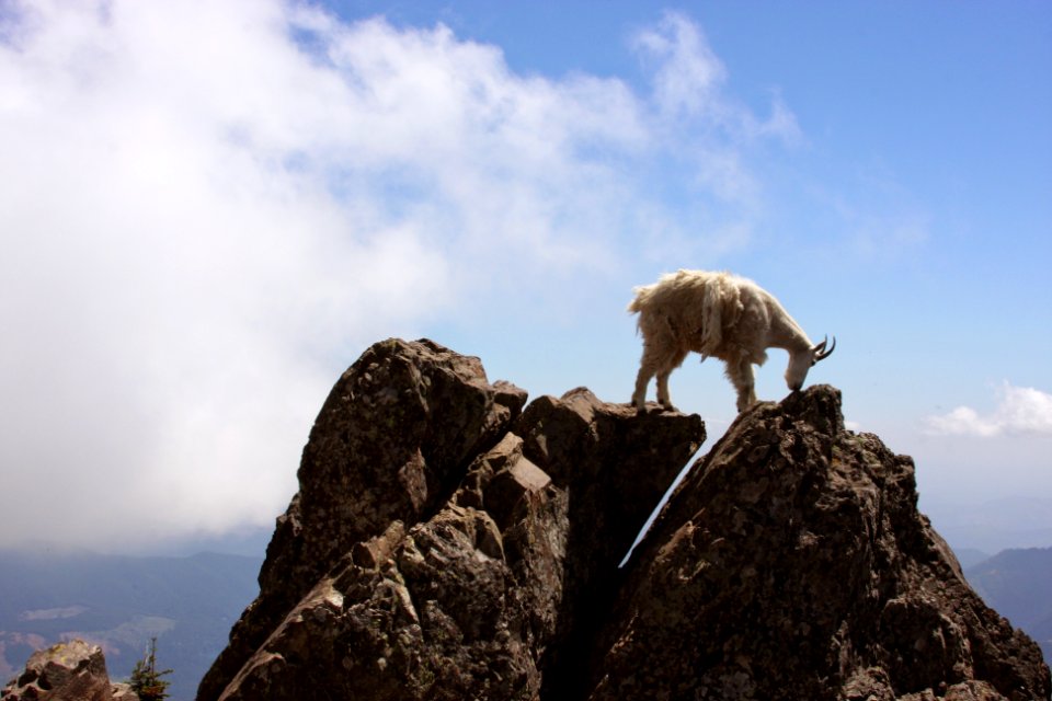 Mountain Goat on Boulder-Olympic
