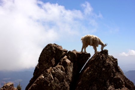 Mountain Goat on Boulder-Olympic photo