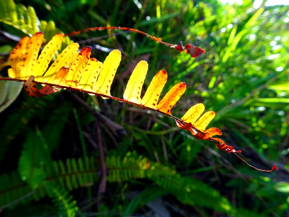 Sunset in fern leaves
