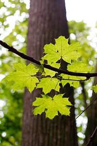 Nature leaves tribe
