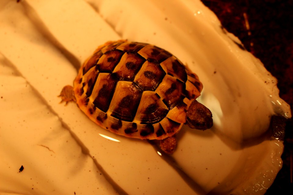 Turtle