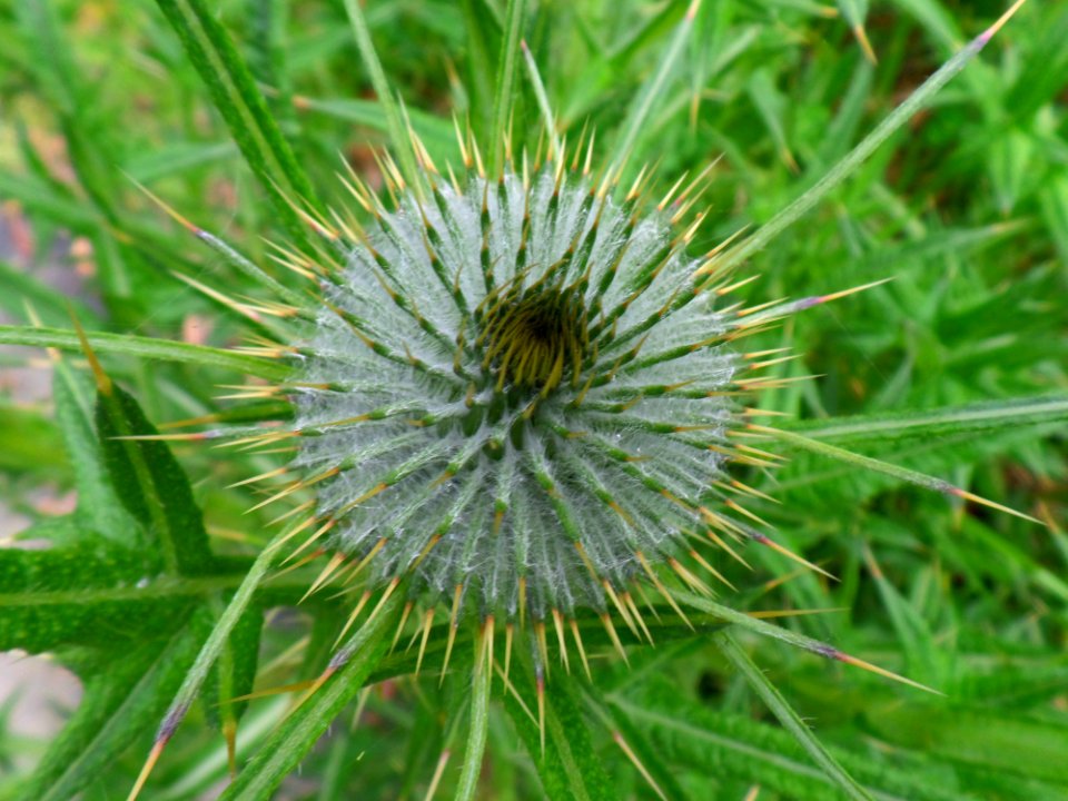 Spiky Scotch thistle