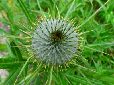 Spiky Scotch thistle photo