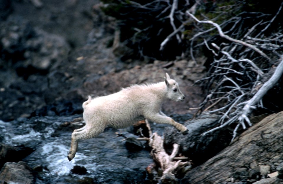 Juvenile Mountain goats, wildlife.jpg