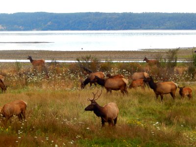 Dosewallips elk herd in August, along Highway 101 in Brinnon, by Karen Guzman.