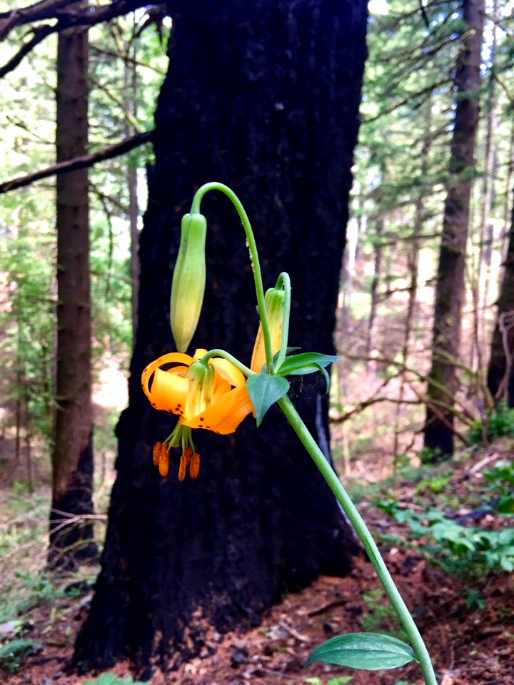 Flowers along Pacific Crest Trail in the Columbia River Gorge in Oregon post Eagle Creek Fire 6/14/2018 photo by Ralph Bloemers, Crag Law Center