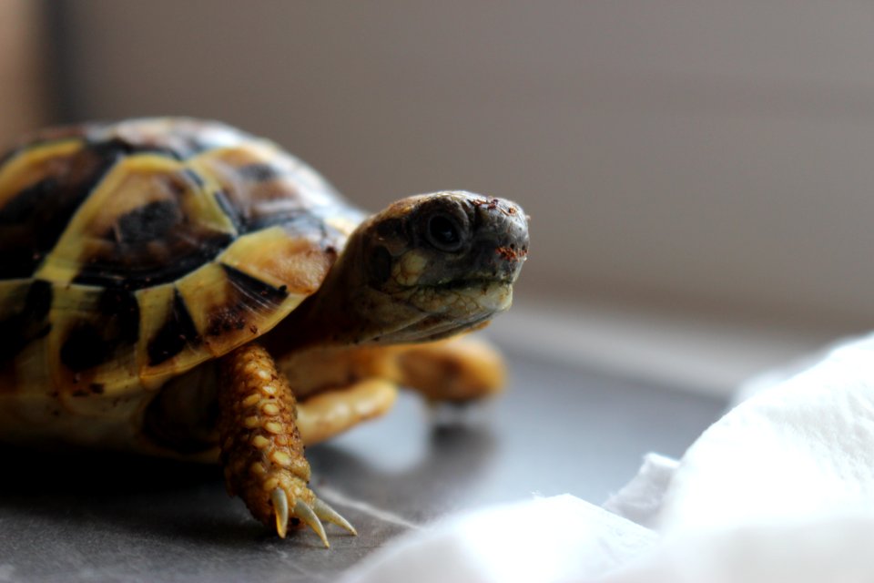 Turtle