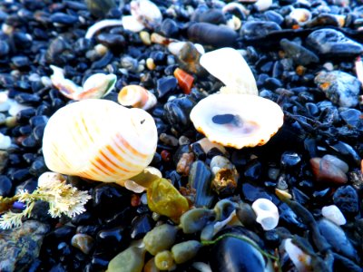 Seashells on rocky beach photo