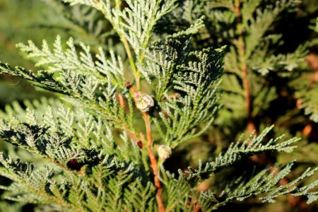 Conifer