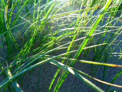 Grassy sunset