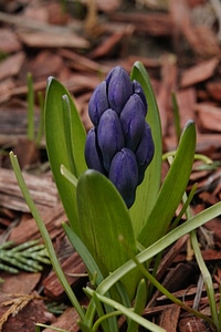 Spring blue asparagus plant photo