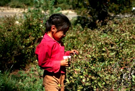 Gifford Pinchot National Forest, huckleberry picking-3.jpg