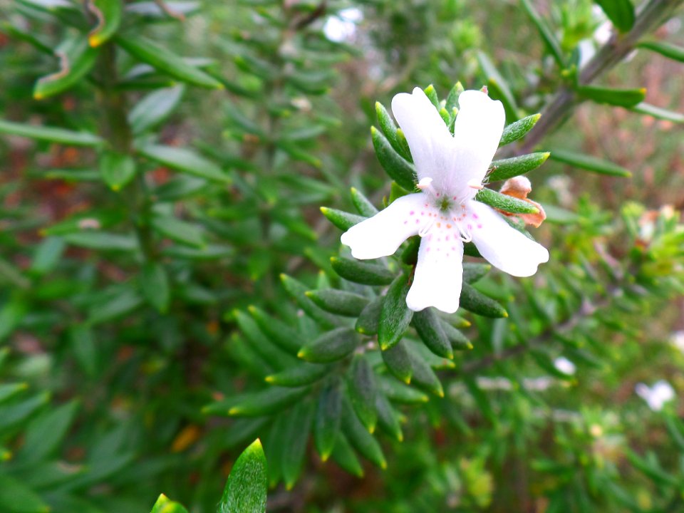 Pretty white flower