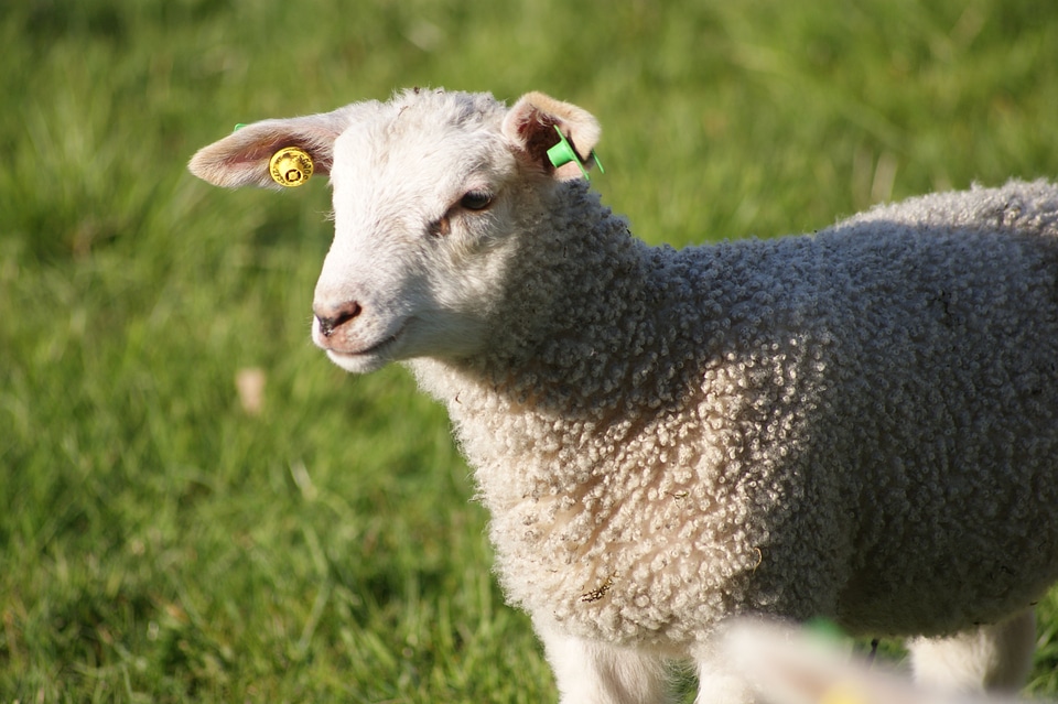 Lamb agriculture grazing