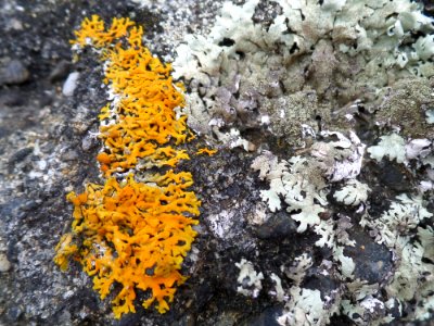Colourful lichen at the beach