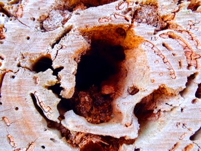 Tree cave