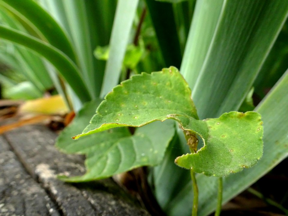 In the undergrowth