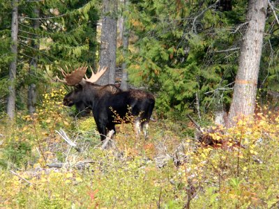 Moose on the Colville National Forest