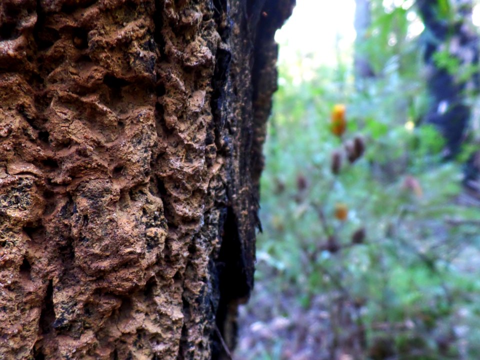 Old growth and new