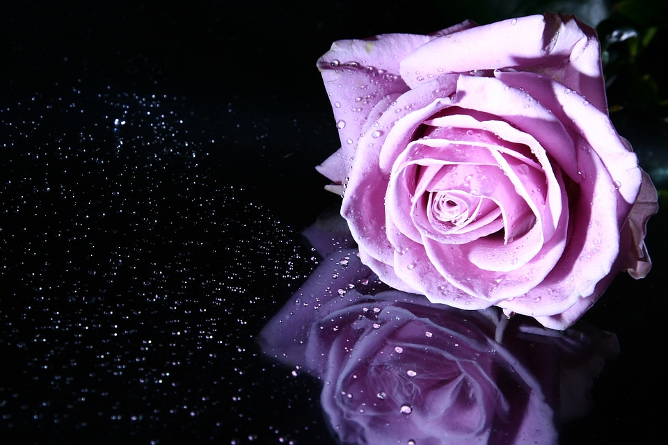 Flower pink flowers