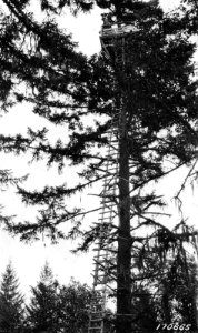 170665 Callahan LO Tree, Umpqua NF, OR 1922