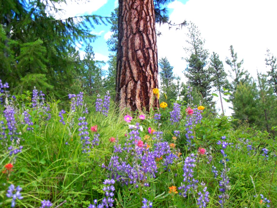 Wildflowers on the Colville National Forest