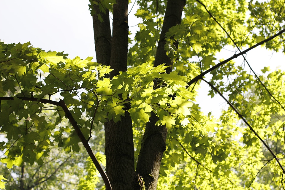 Nature leaves tribe