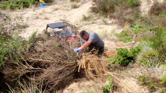 Volunteer clearing Scotch Broom, Siuslaw National Forest