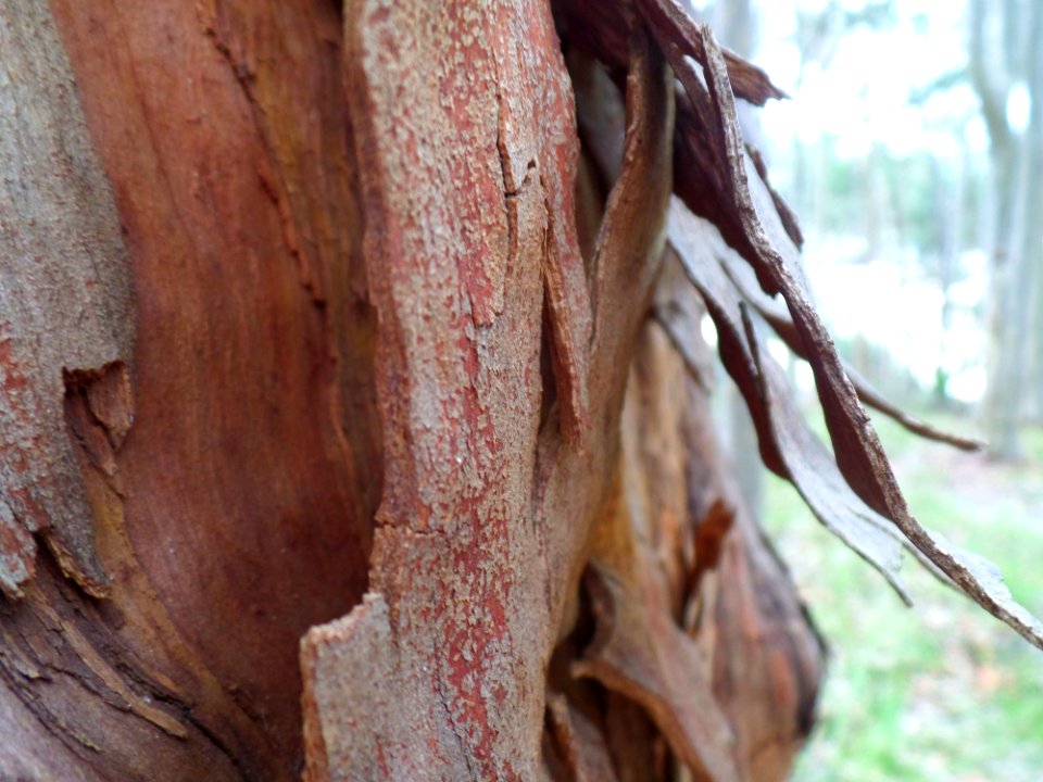 Australian spotted gum