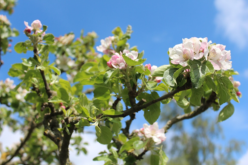 Tree blossom bloom