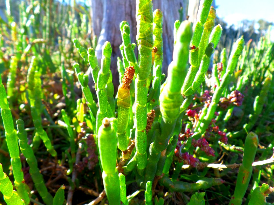 Macro of samphire plant