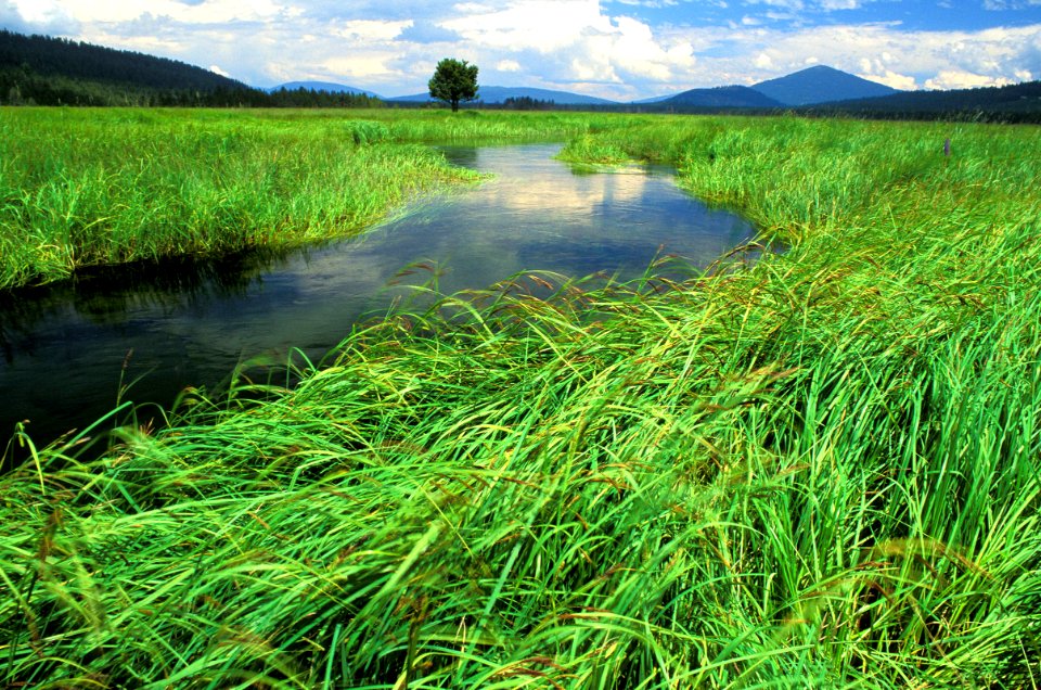 Deschutes National Forest  Big Marsh