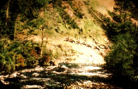 229901 Packtrain North Umpqua, Bradley Trail, Umpqua NF 1928
