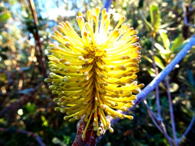 Sunshine in a banksia photo