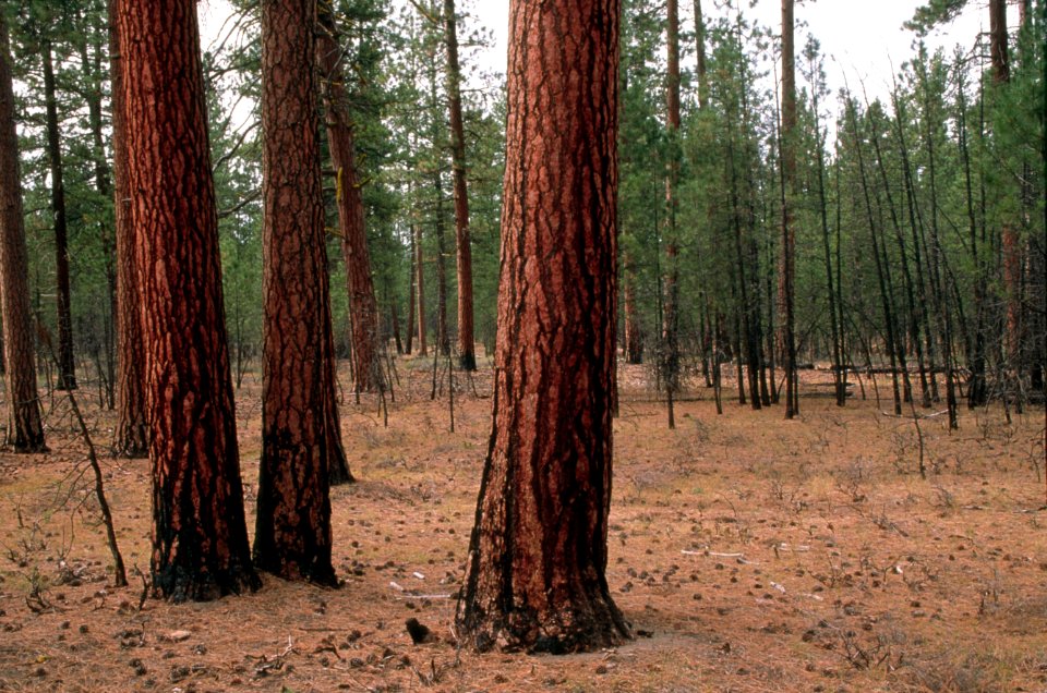 Prescribed fire treated forest, Fremont-Winema National Forest