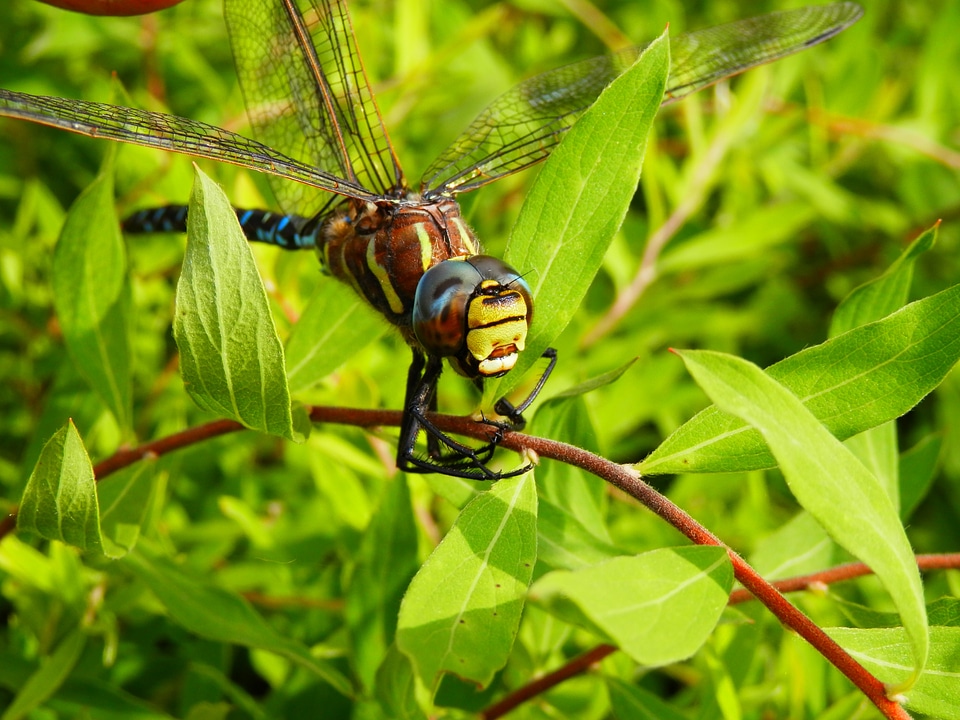 Outside nature insect