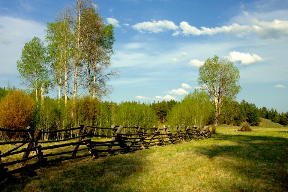 ASPEN AND PINE STAND-MALHEUR photo