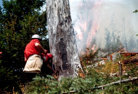 437 Sardine Creek Fire, Willamette National Forest