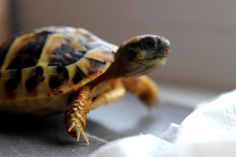 Turtle