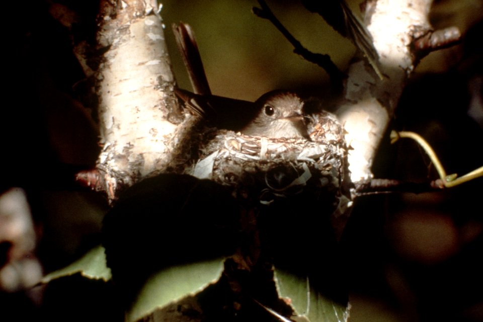 Least flycatcher.jpg