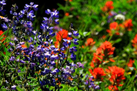 Lupine and Indian Paintbrush-Unknown