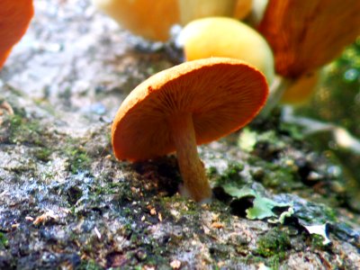Little Umbrella