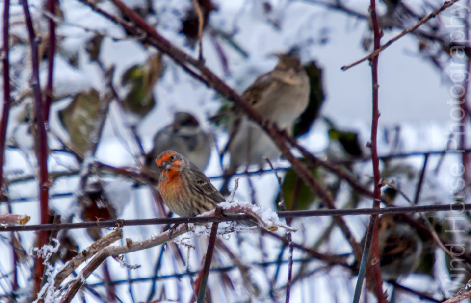122515 Bird Feeder WH-5