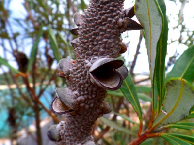 Banksia monster!